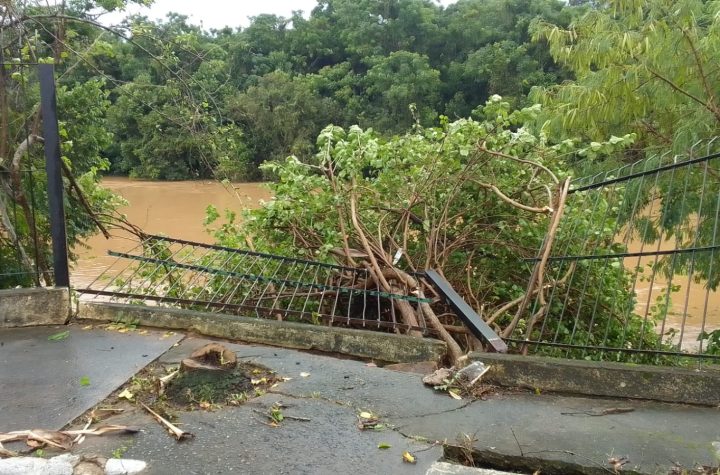 Temporal derruba dezenas de árvores em Pindamonhangaba