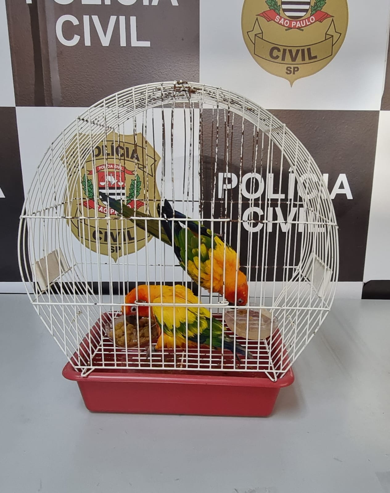 Polícia Civil de Pindamonhangaba recupera aves raras furtadas de escola e avaliadas em R$ 13 mil