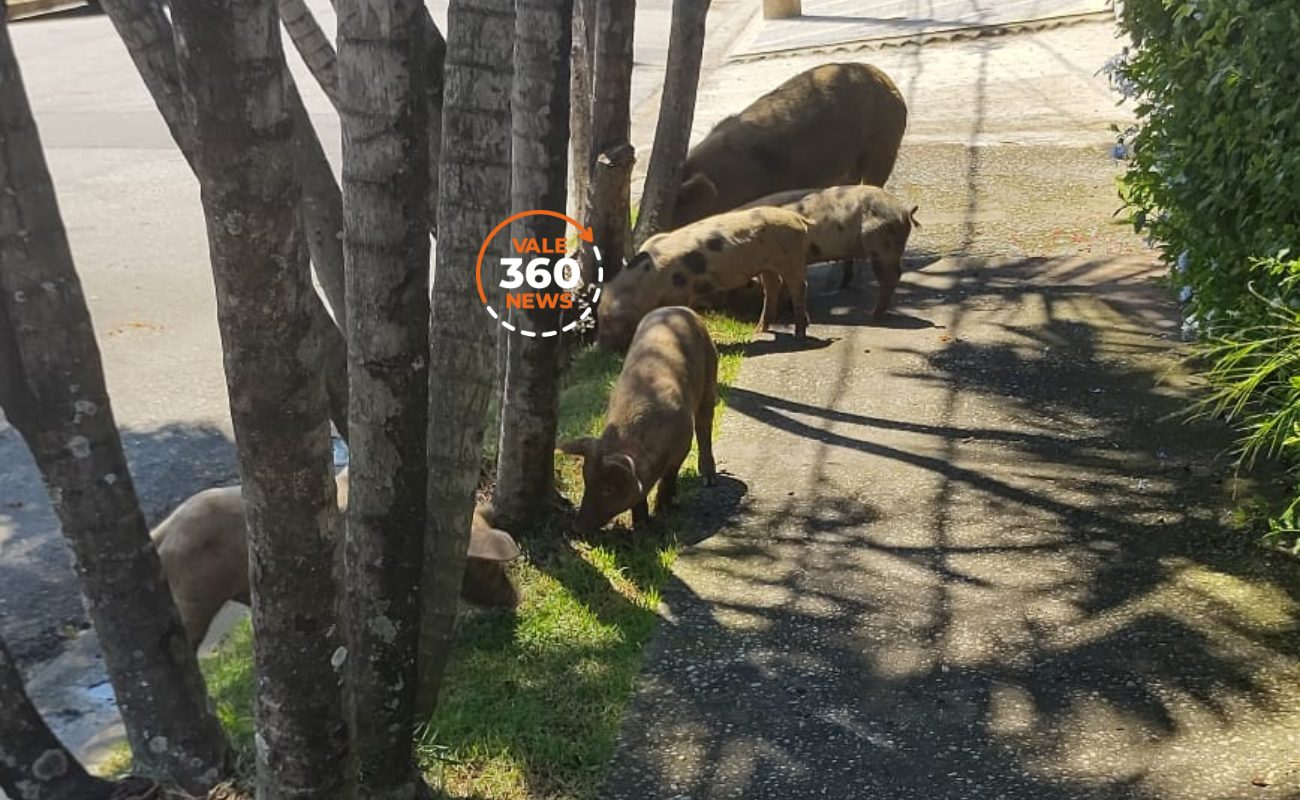 Porca e filhotes desfilam por ruas de Taubaté