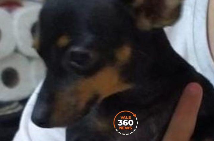 Polícia Civil de Pinda encontra cachorro furtado de menina com necessidades especiais