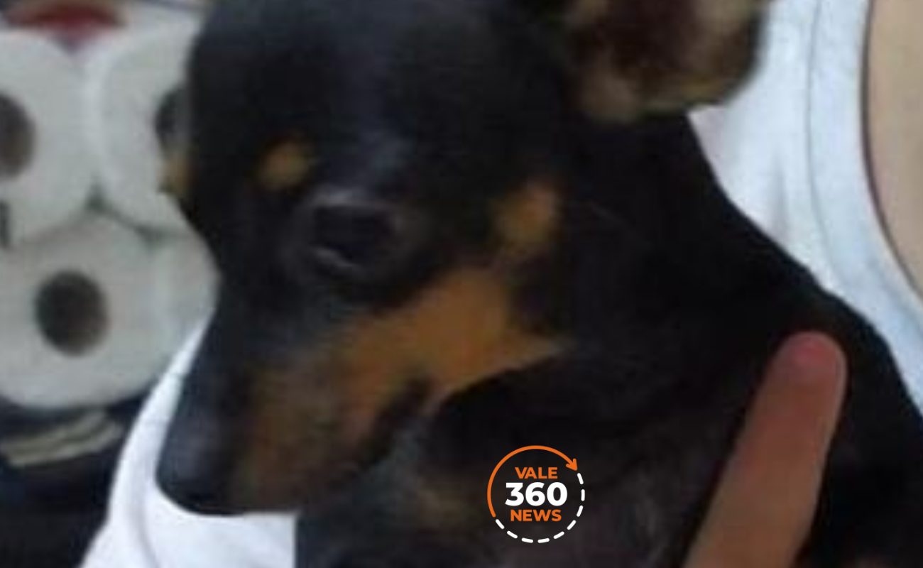 Polícia Civil de Pinda encontra cachorro furtado de menina com necessidades especiais