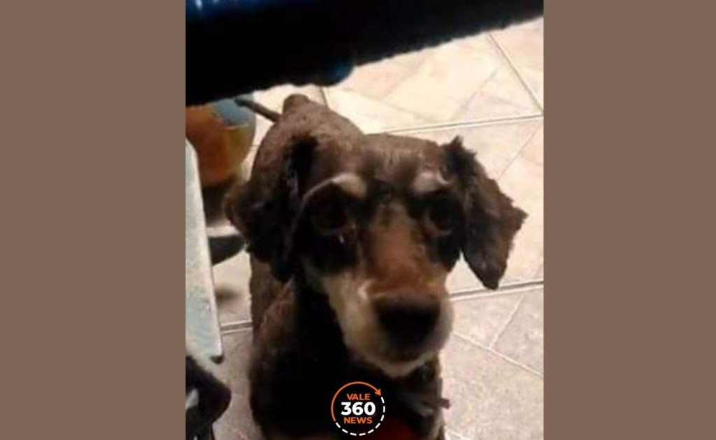 Casal invade casa de idoso em Taubaté e rouba cachorro, dinheiro e pertences da vítima