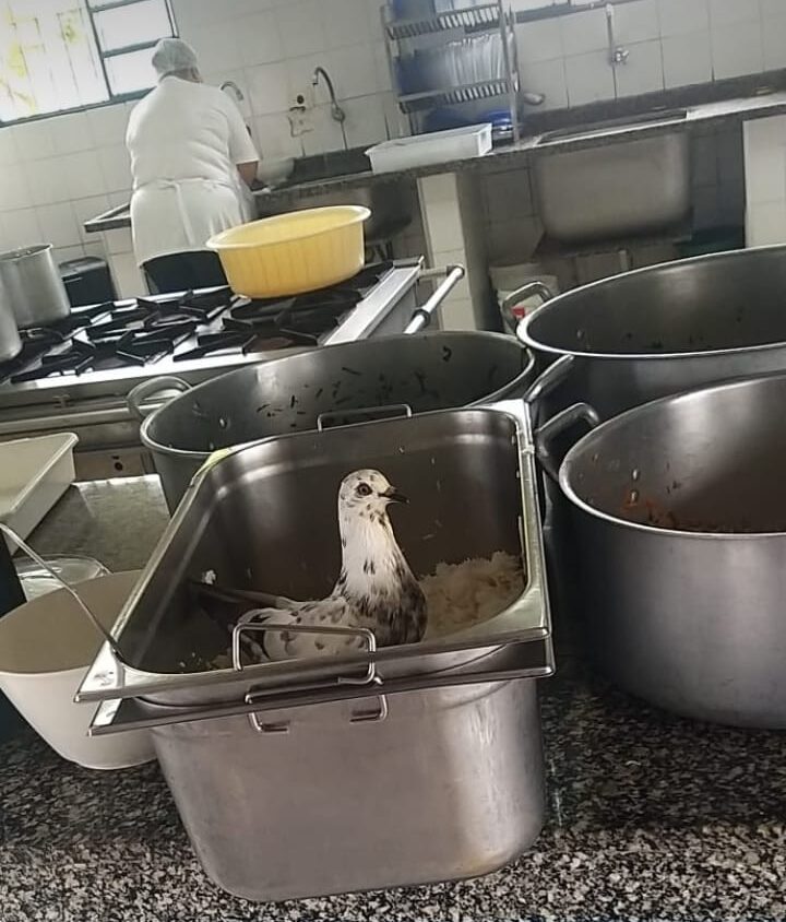 Pombos são flagrados em refeitório de escola de Caraguatatuba comendo comida destinada a alunos