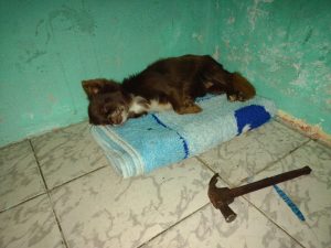Juiz decreta prisão preventiva de homem que matou cachorro a marteladas em Guaratinguetá