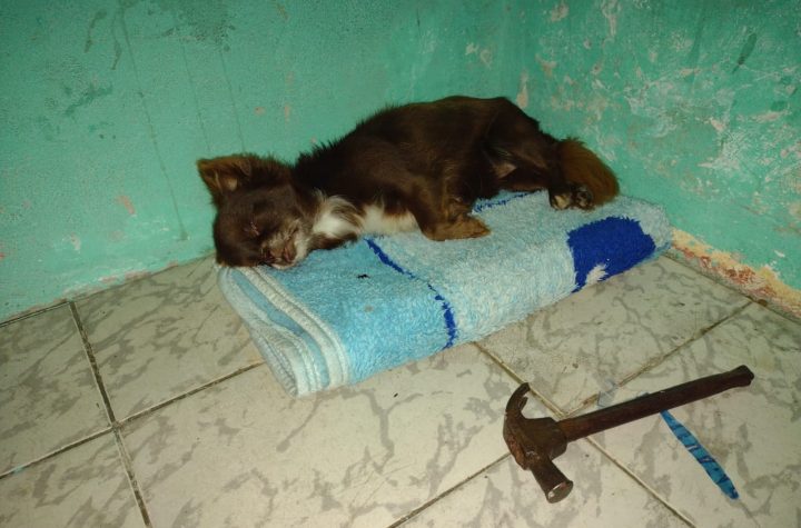 Juiz decreta prisão preventiva de homem que matou cachorro a marteladas em Guaratinguetá