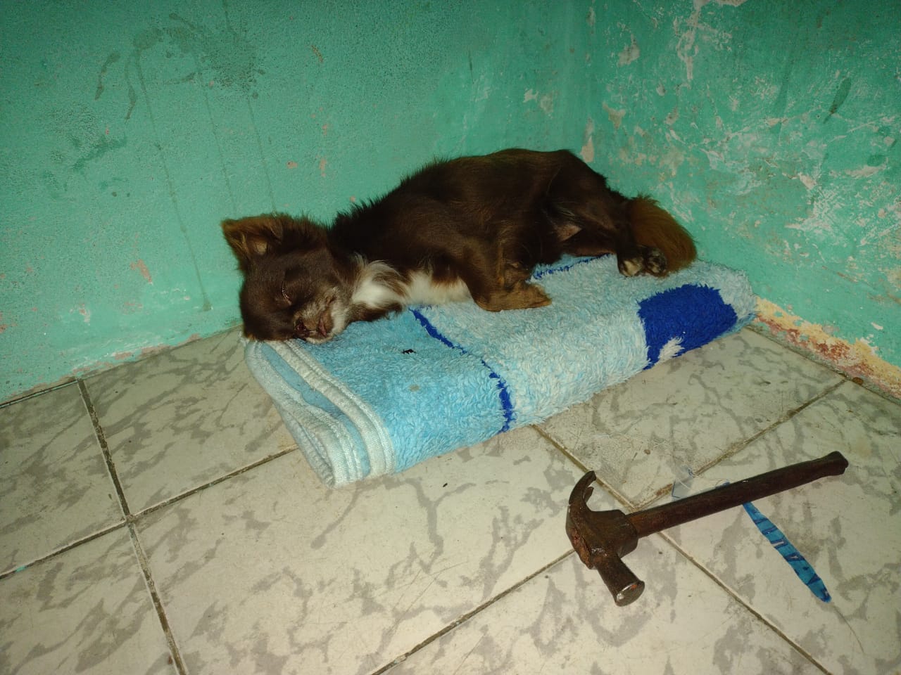 Homem é preso em flagrante em Guaratinguetá por matar cachorro a marteladas