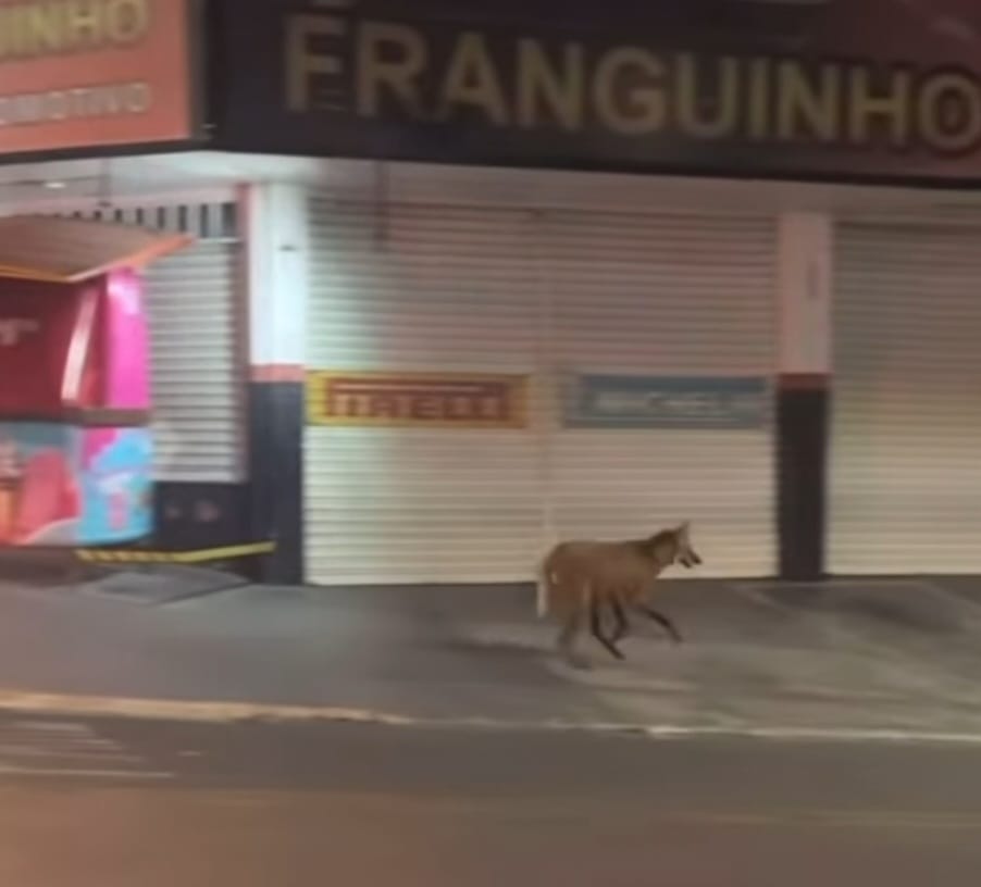 Lobo-guará é flagrado pelas ruas da região central de Caçapava