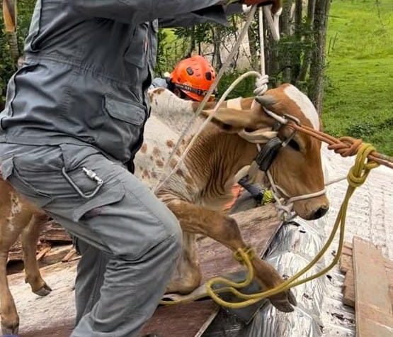vaca em cima de telhado de casa em São José dos Campos