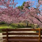 Parque das Cerejeiras em Campos do Jordão