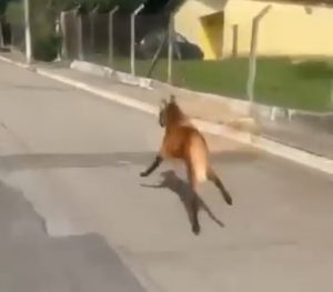 Lobo-guará