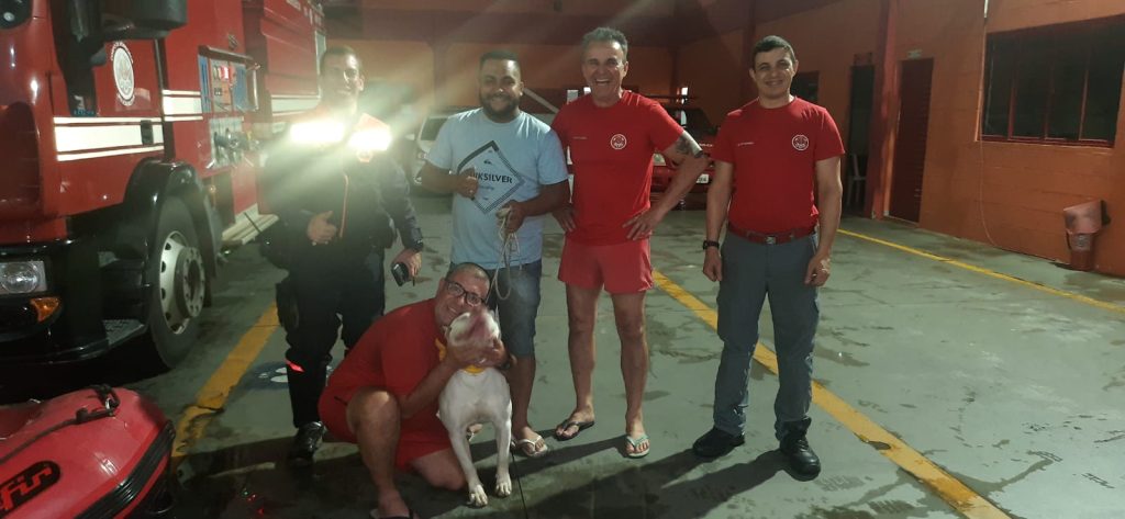 pitbull
