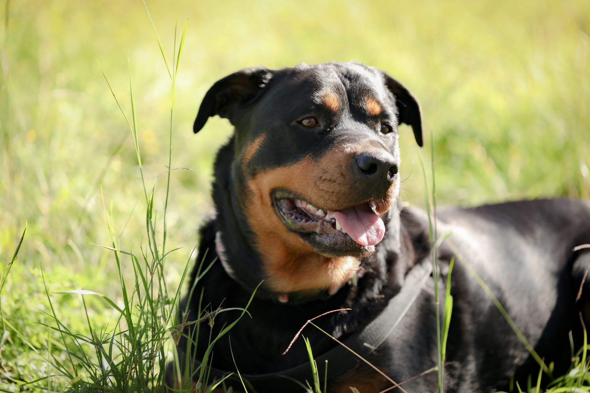 cães