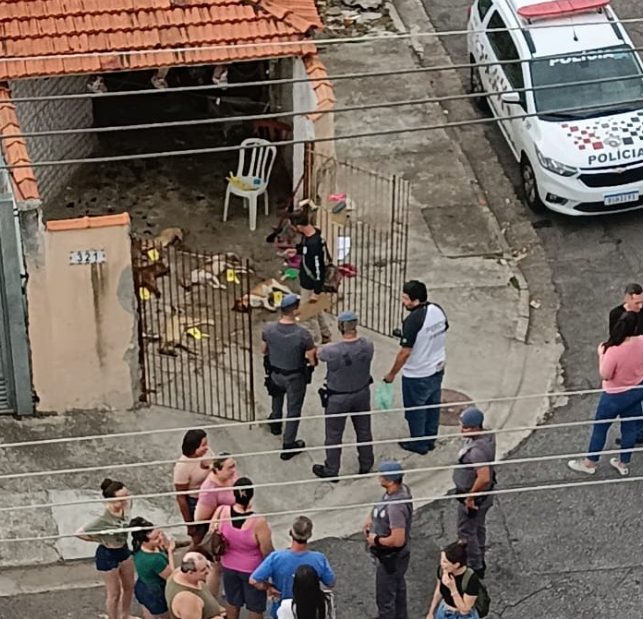 cachorros em São José dos Campos