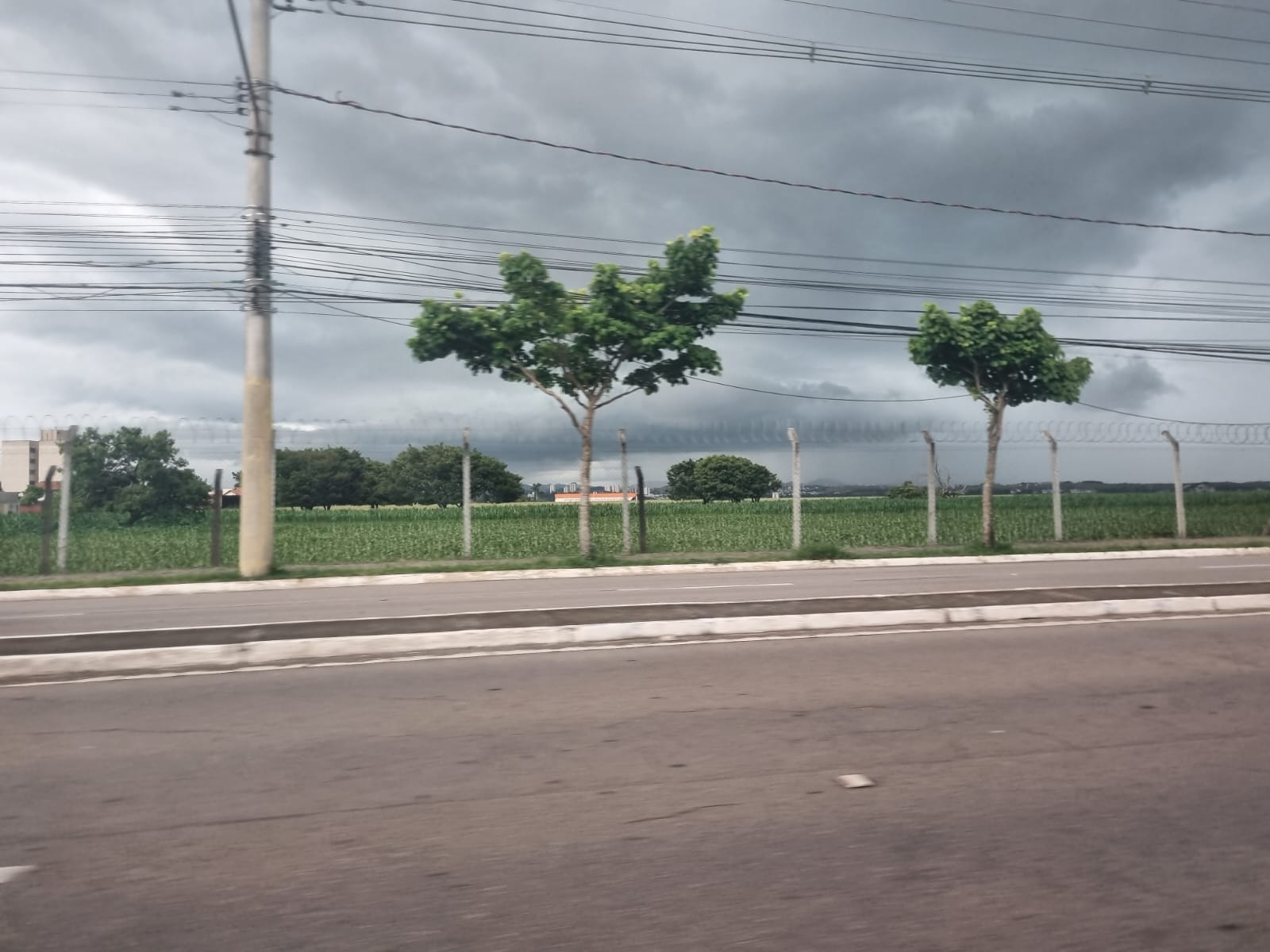 Girassóis