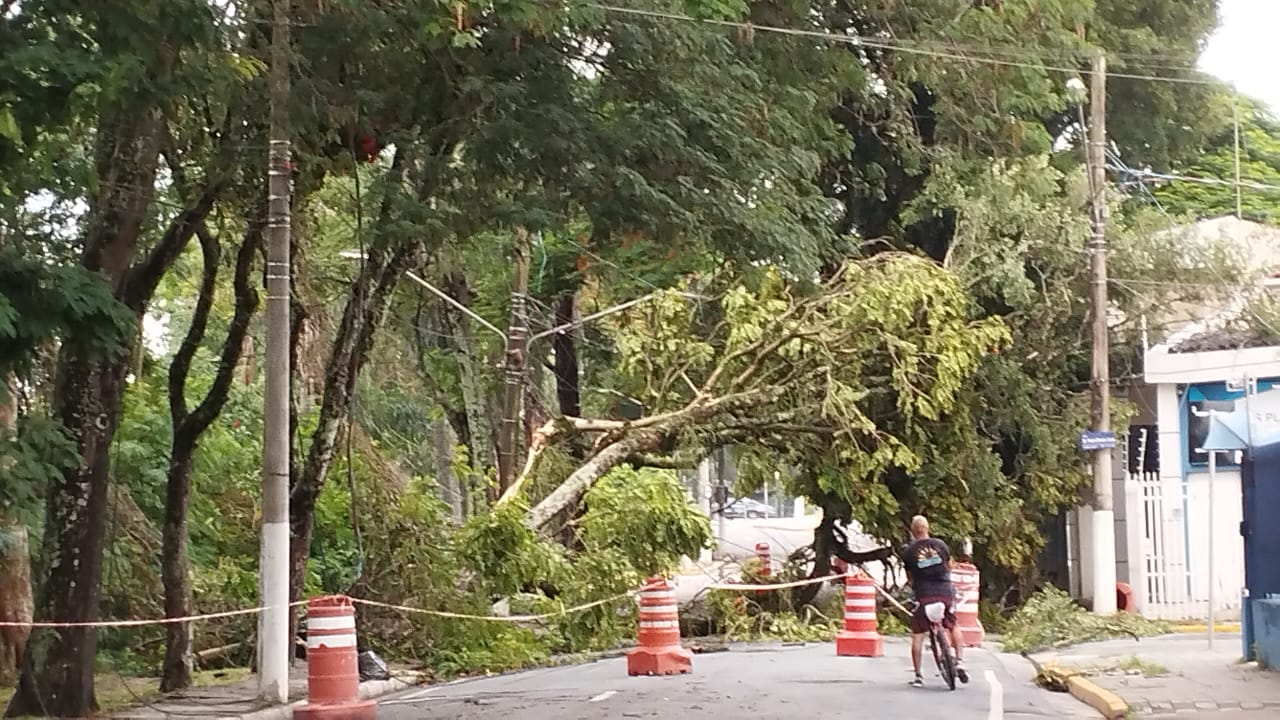 Chuva forte em Jacareí causa queda de árvores e alaga vias