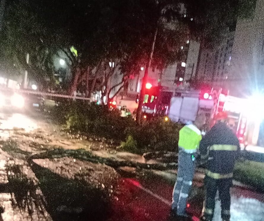 Mãe e filha saem ilesas de queda de árvore sobre carro em São José dos Campos