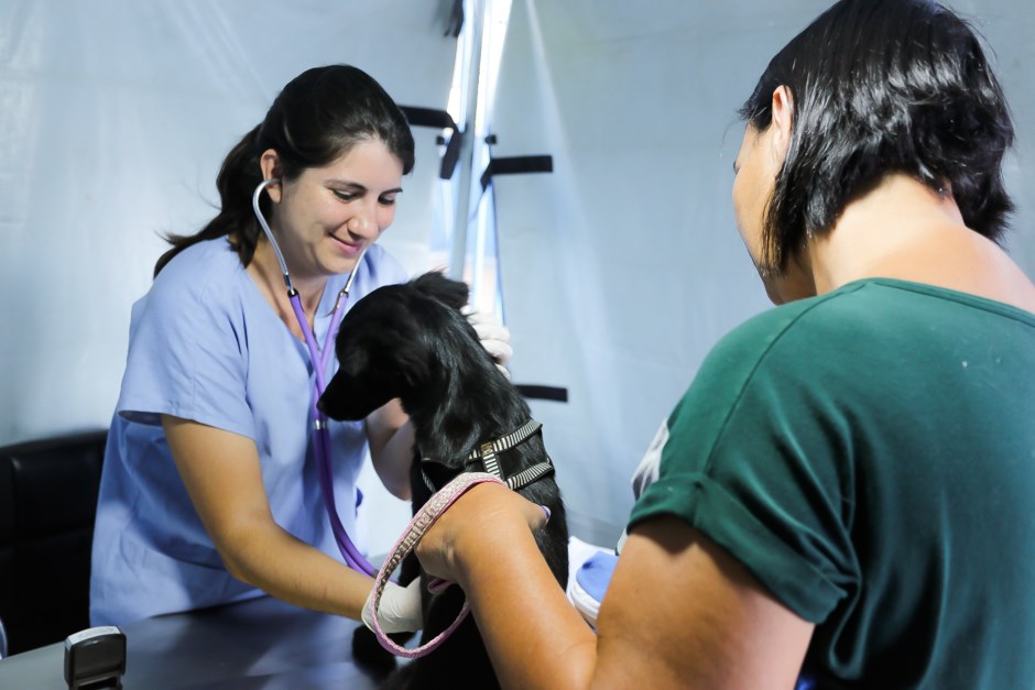 Mil vagas para castração e microchipagem gratuitas de cães e gatos serão abertas terça (09) em São José dos Campos