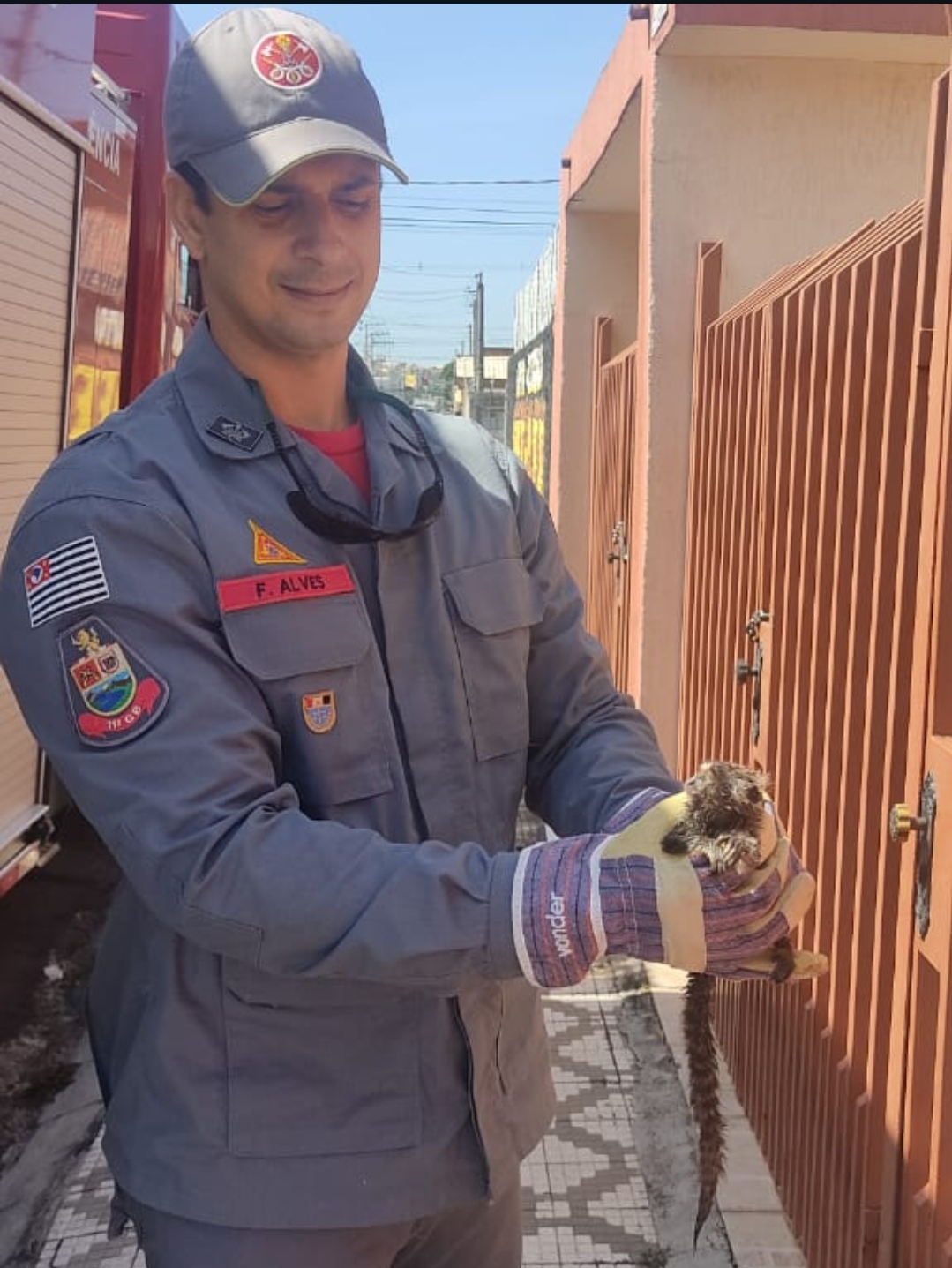 Taubaté: Corpo de Bombeiros de Taubaté Resgata Mico-Sagui em Situação de Risco