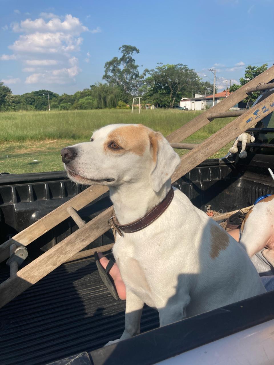 Irritado com latidos, PM aposentado atira cinco vezes em vira-lata em Caçapava. Cão está internado