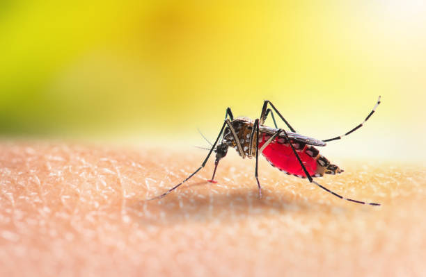 hospital de campanha devido à Dengue
