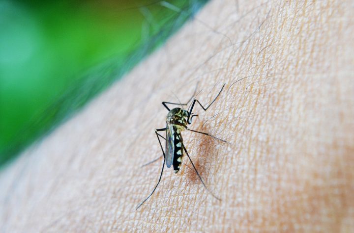dengue em Tremembé