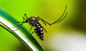 dengue em 2024