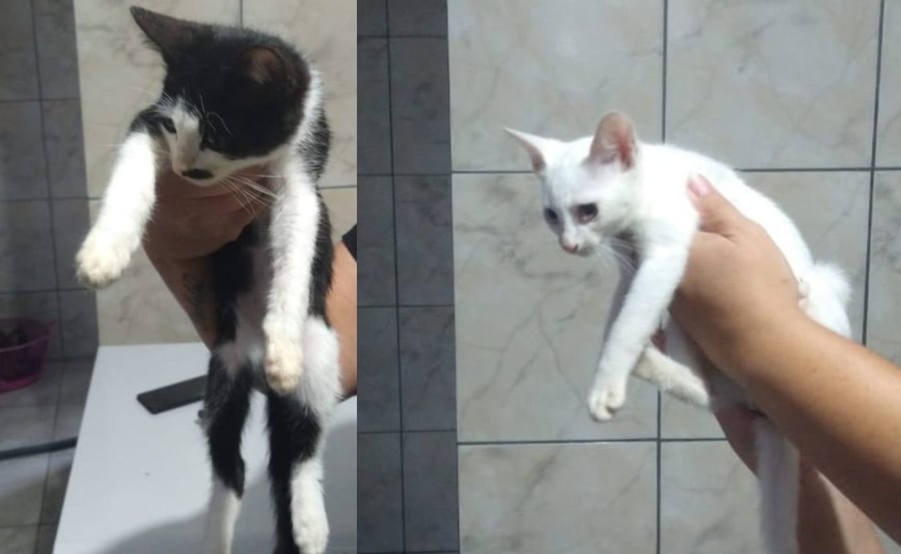 Exemplo de combate aos maus-tratos a animais em Jacareí e multa