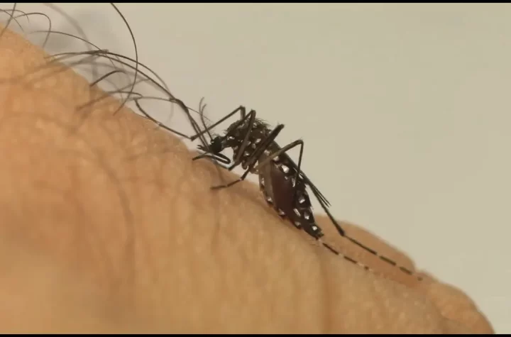 Ubatuba registra a primeira morte por Dengue