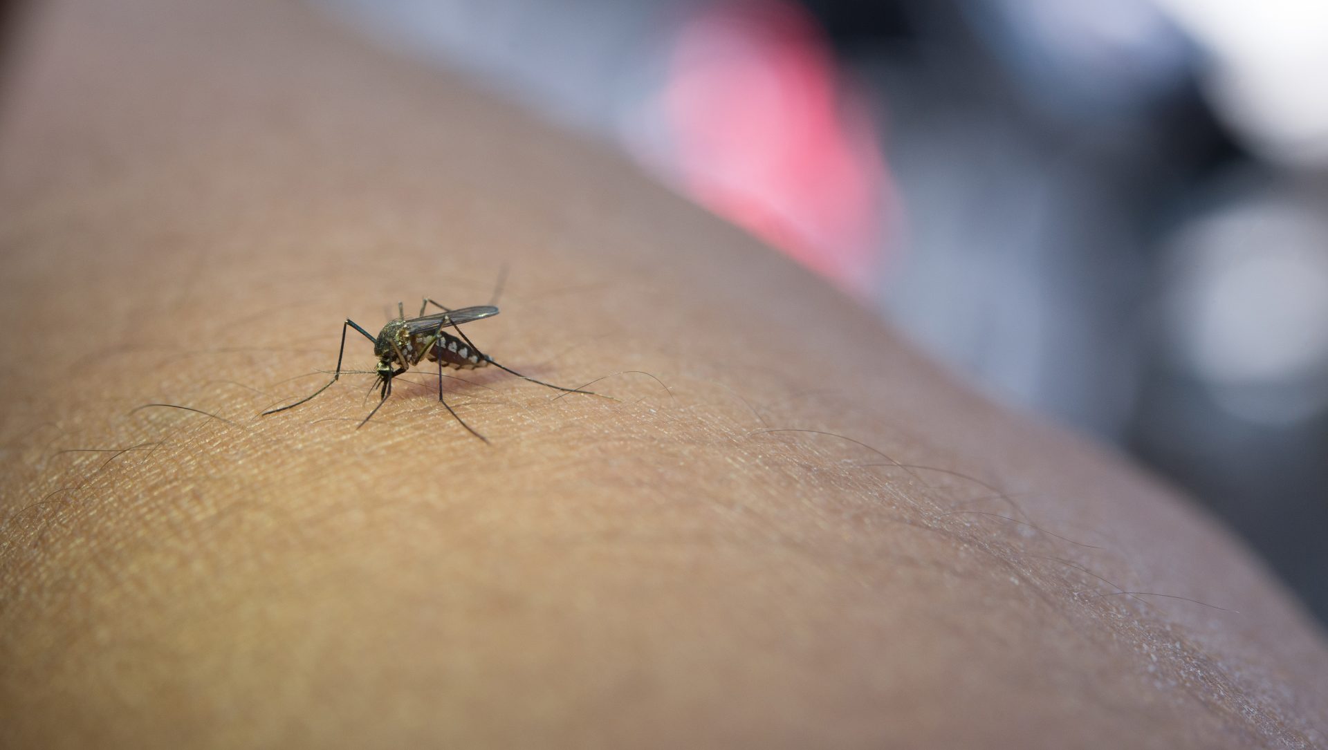 Jacareí confirma mais quatro mortes por Dengue e São José dos Campos uma