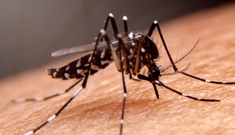 mortes por dengue