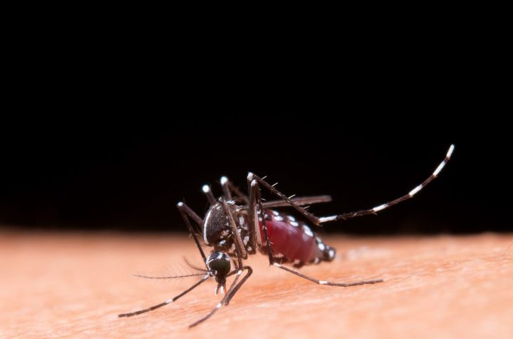 Taubaté tem mais cinco mortes confirmadas por Dengue e Jacareí uma