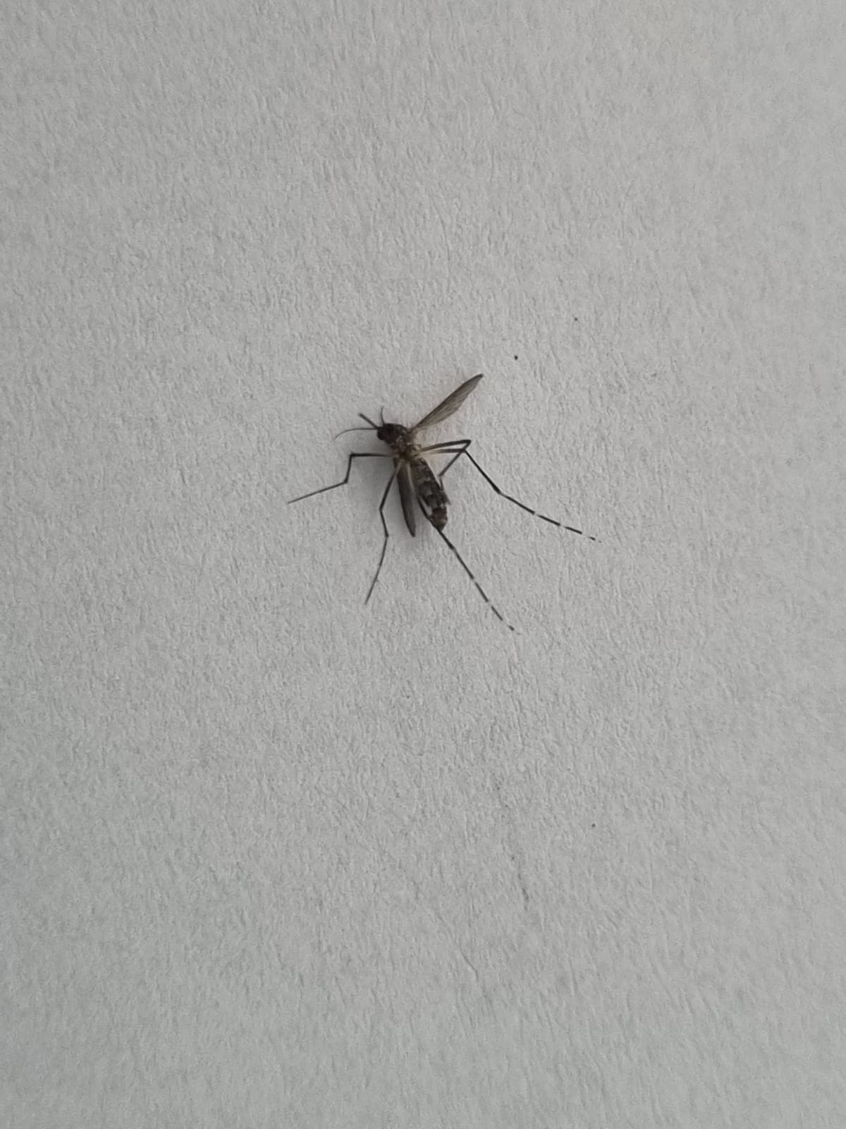 morte por Dengue