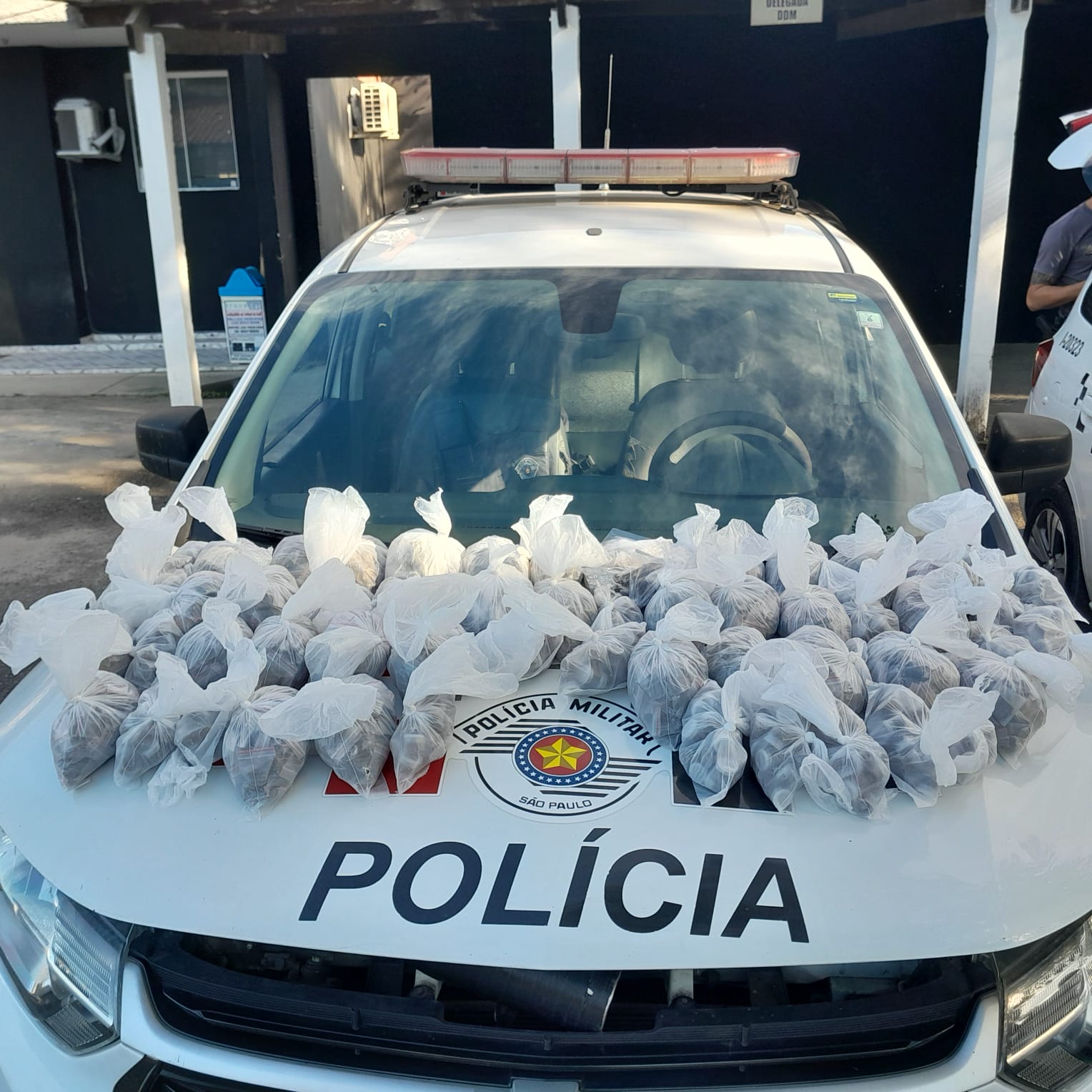 pinos e porções