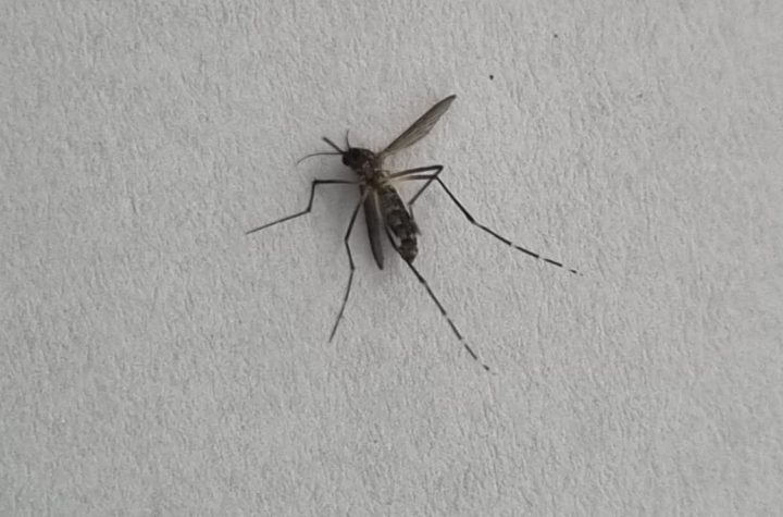 Dengue em São José dos Campos