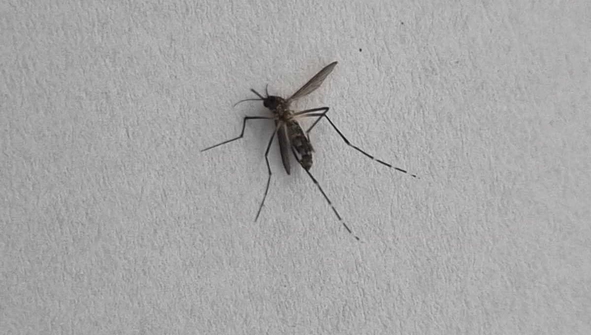 Dengue em São José dos Campos