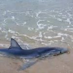 Tubarão azul é resgatado na beira do mar em Ilhabela