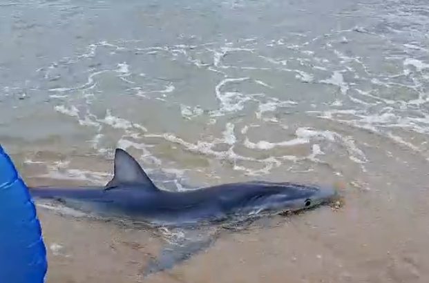 ASSITA: Tubarão azul é resgatado na beira do mar em Ilhabela