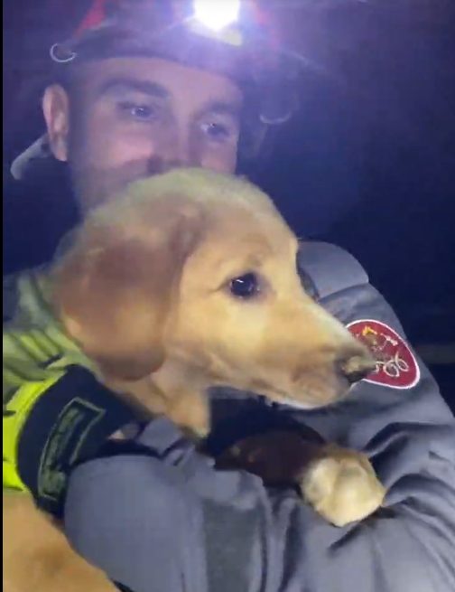 Filhote de cão