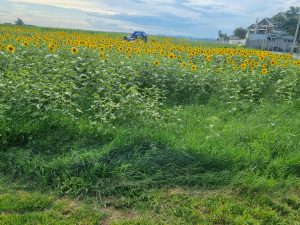 Girassóis são plantados no terreno das vaquinhas