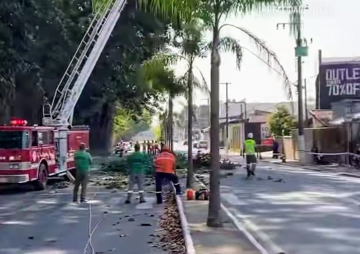 Bombeiro morre ao cair de árvore de 15 metros em Guaratinguetá