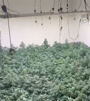 plantação de maconha em residência em Jacareí