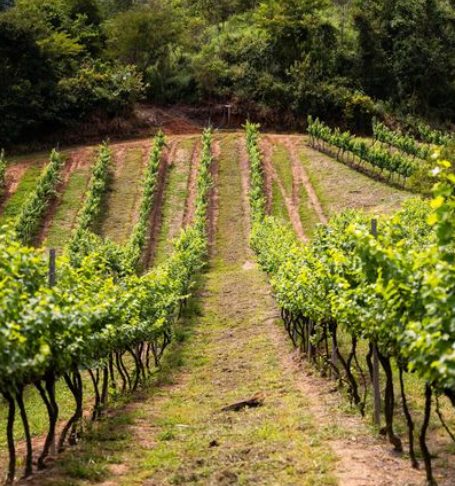 Conheça as Cinco Vinícolas da Serra da Mantiqueira que Integram o Programa Rotas do Vinho de São Paulo