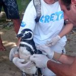 Pinguins do Aquário de Ubatuba são destaque em filme de Hollywood