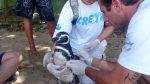 Pinguins do Aquário de Ubatuba são destaque em filme de Hollywood