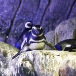 Pinguins do Aquário de Ubatuba são destaque em filme de Hollywood