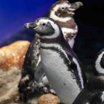 Pinguins do Aquario de Ubatuba