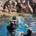 Pinguins do Aquário de Ubatuba são destaque em filme de Hollywood