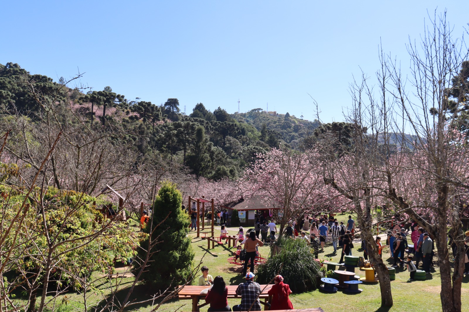 “Festeja Campos” Celebra 150 Anos de Campos do Jordão no Parque das Cerejeiras
