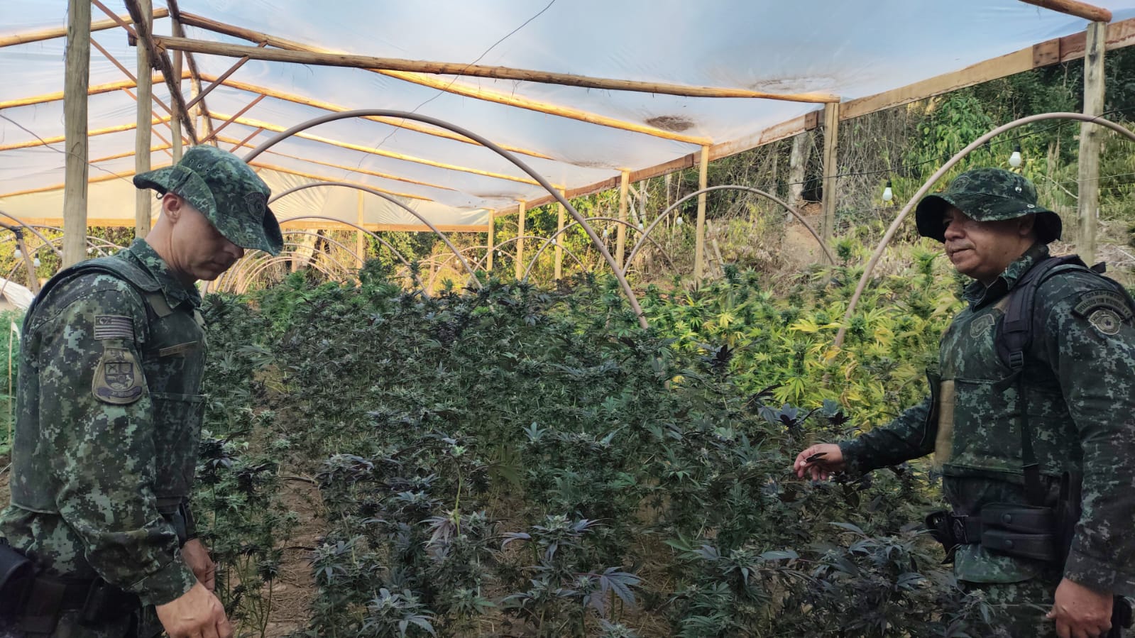 PM Ambiental encontra 28 mil pés de maconha, tijolos da droga, armas e prende três pessoas no Vale do Paraíba