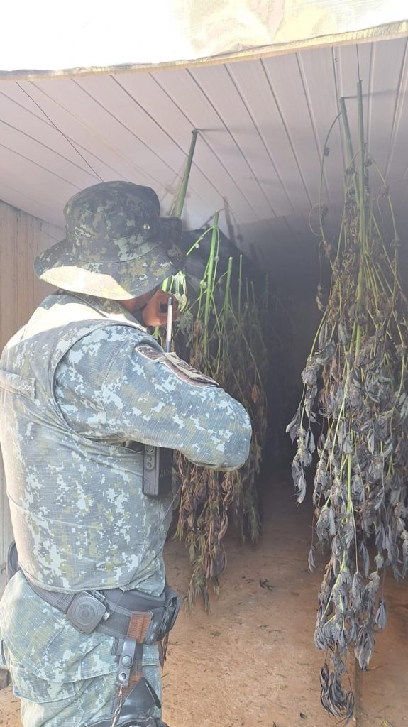 PM Ambiental encontra 28 mil pés de maconha